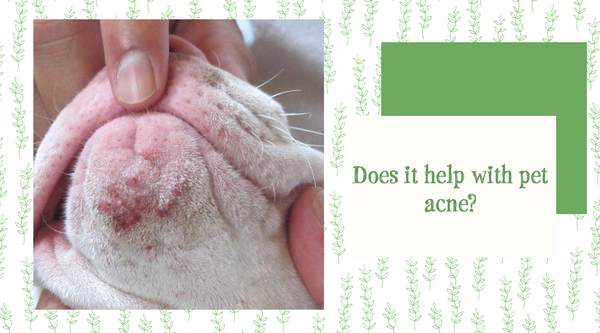 Does it help with pet acne?