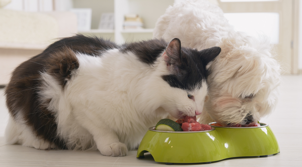 Why is Raw Feeding Important For Your Pet's Skin