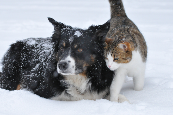 Top Tips for nourishing your pet’s dry skin this winter