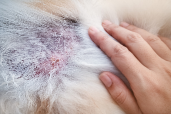 Managing Your Pet's Dermatitis – Anicura USA