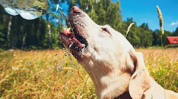 Ultimate guide to a stress-free summer with your pet