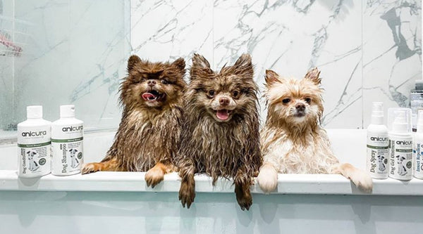 Top Tips: Bathing Your Pet with Sensitive Skin