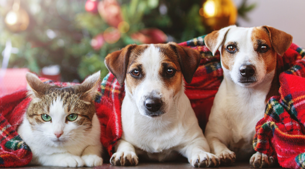Gift Guide for Pet Lovers