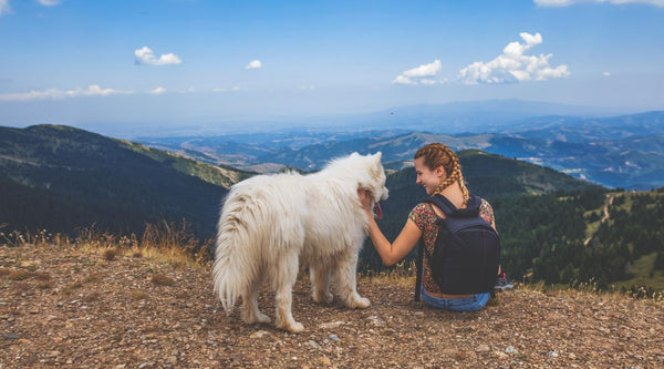 Skincare Essentials For Travelling With Your Dog