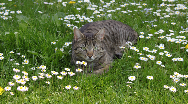 5 TOP TIPS FOR PETS WITH SPRING ALLERGIES