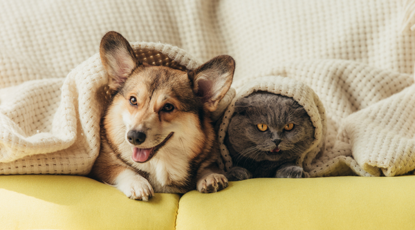 How to manage your pet’s allergies, naturally