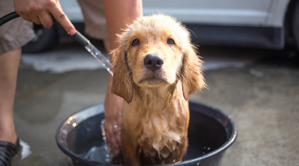 Some tips to find your perfect, natural Dog Shampoo!