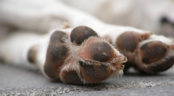 HOW TO HELP YOUR DOG’S ITCHY PAWS